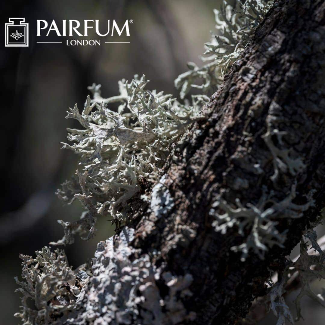 Oakmoss Fragrance