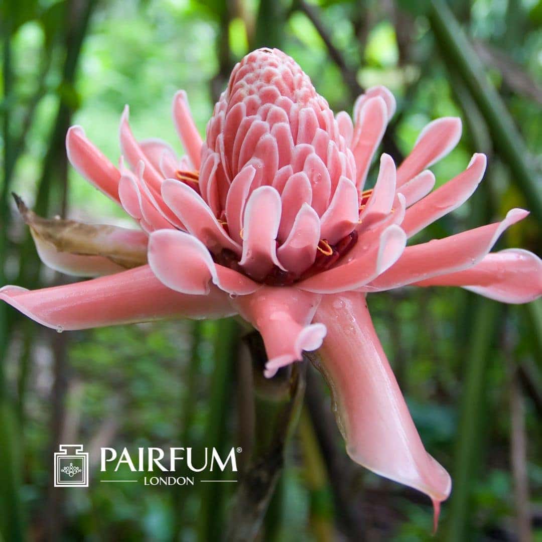 Ginger Flower
