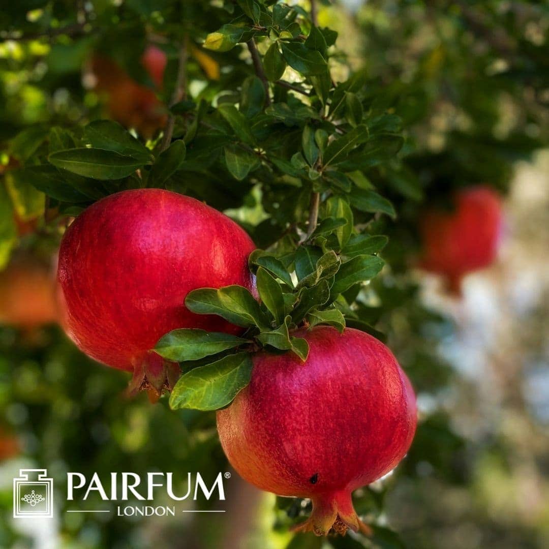 Growing Pomegranate
