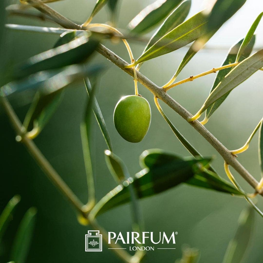Olive Leaf