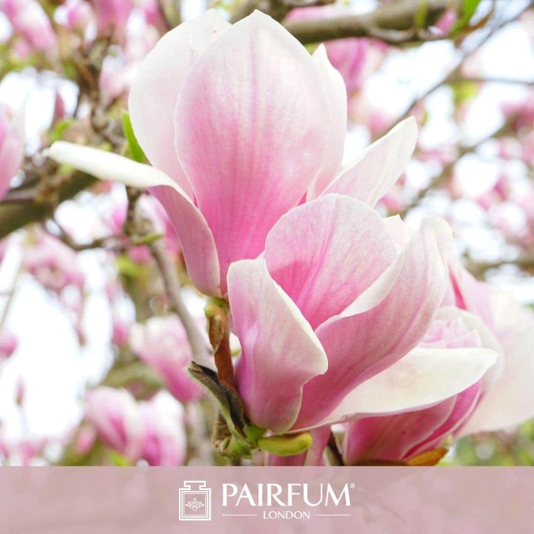 Light Pink Magnolia