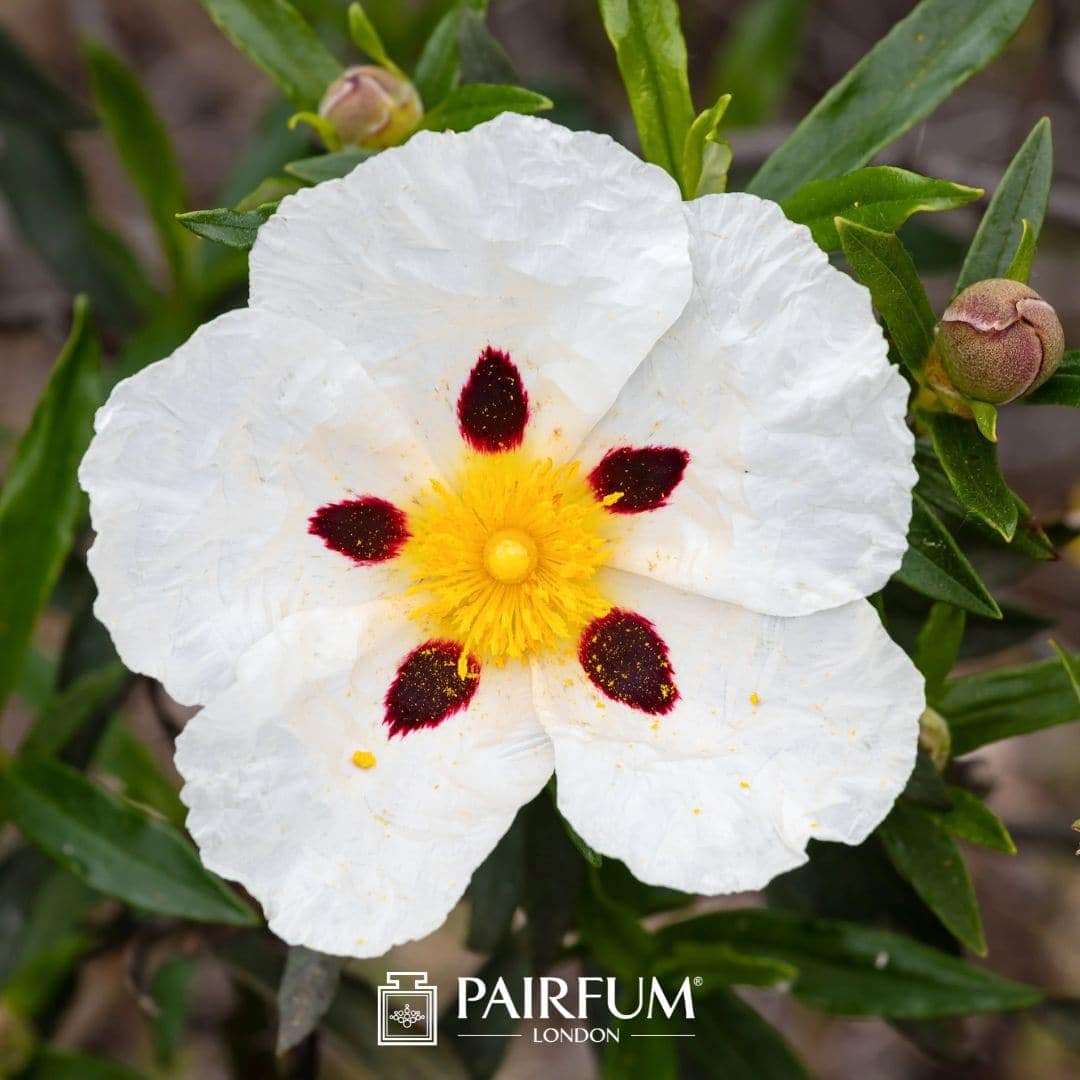 Labdanum