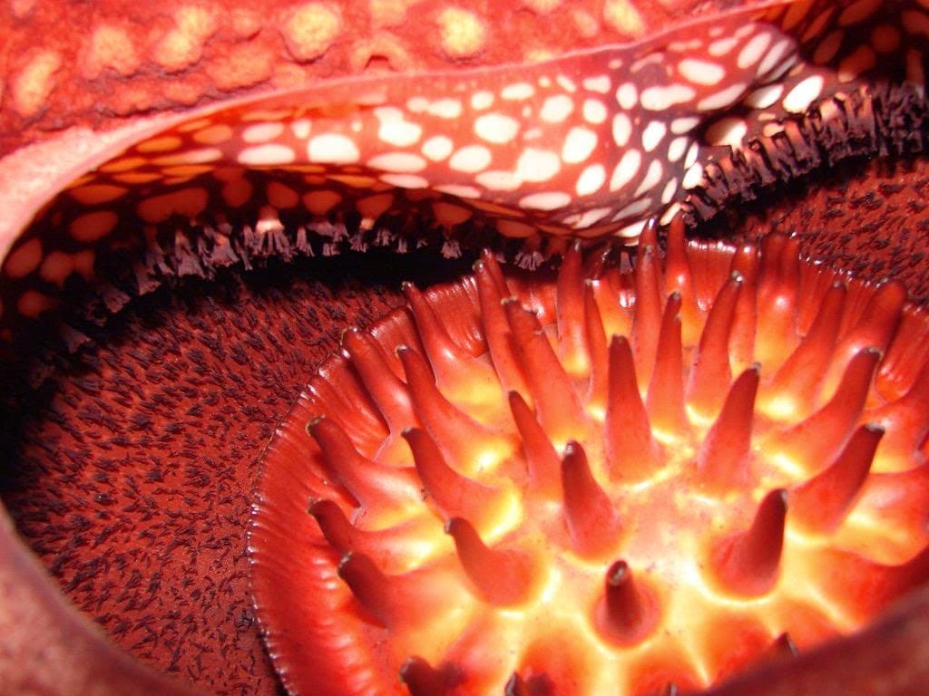 Top 10 World’s Worst Smells Corpse Flower Inside