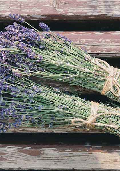 Beautiful Lavender Bundel Scent Beautiful Lavender Bundel Scent