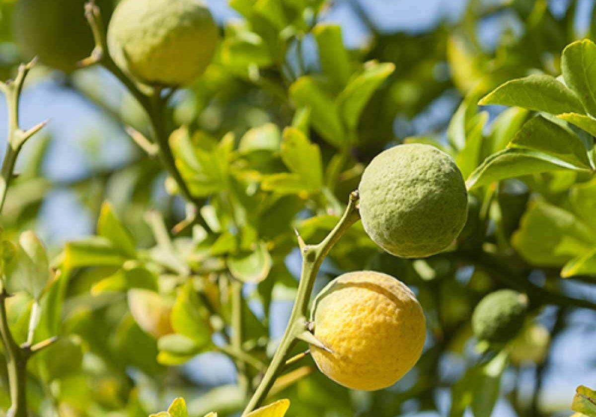 Citrus Fruit Bergamot Essential Oil Fragrance 10 Citrus Fruit Bergamot Essential Oil Fragrance 10