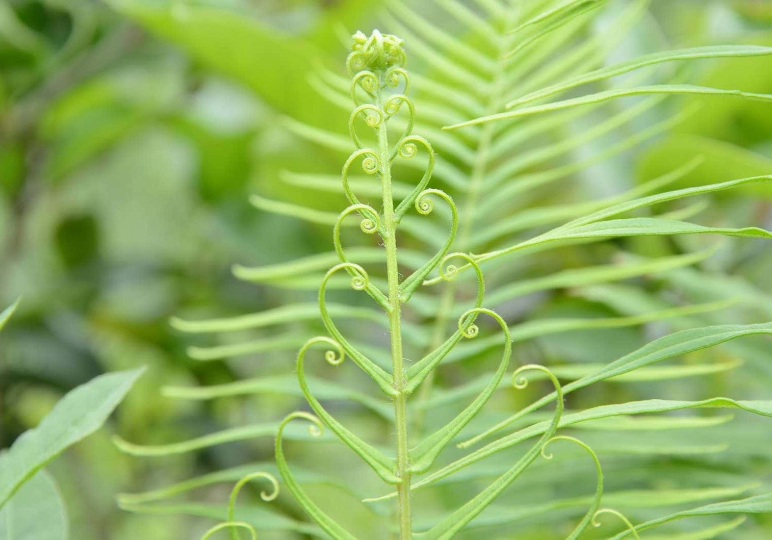Fern Fougere Fragrance Light Green
