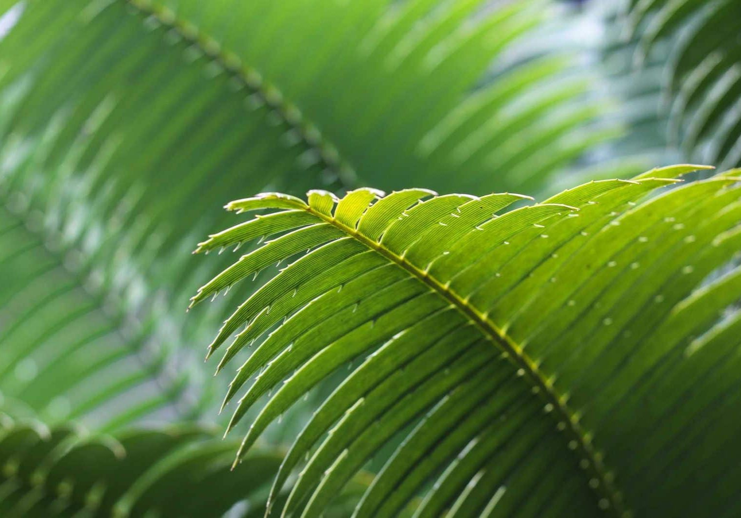 Green Light Blue Fougere Perfume Fern