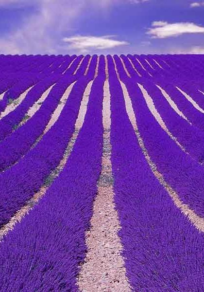 Lavender Field Outdoor Perfume Lavender Field Outdoor Perfume