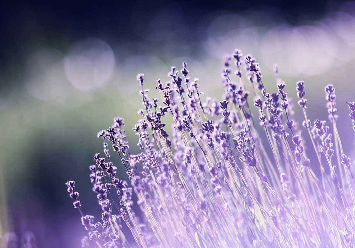 Lavender Perfume Light Lavender Perfume Light