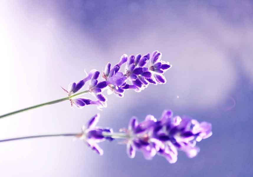 Lavender Scent Calm Sun Lavender Scent Calm Sun