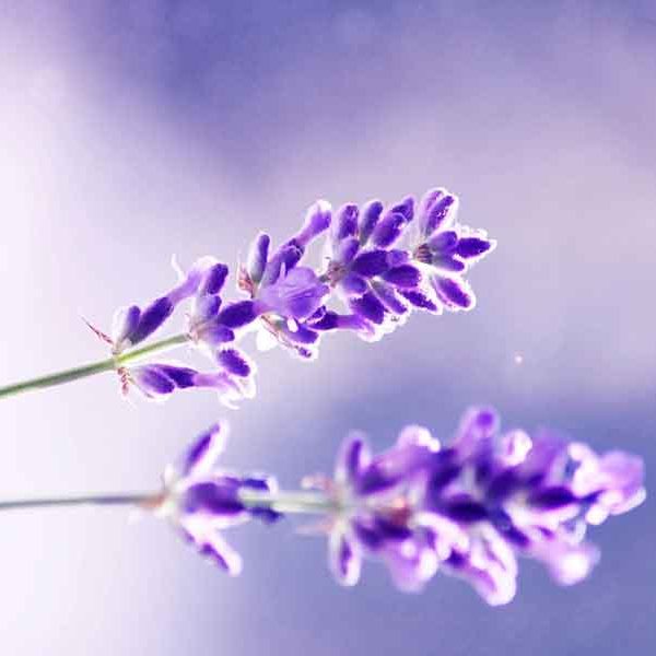 Lavender Scent Calm Sun