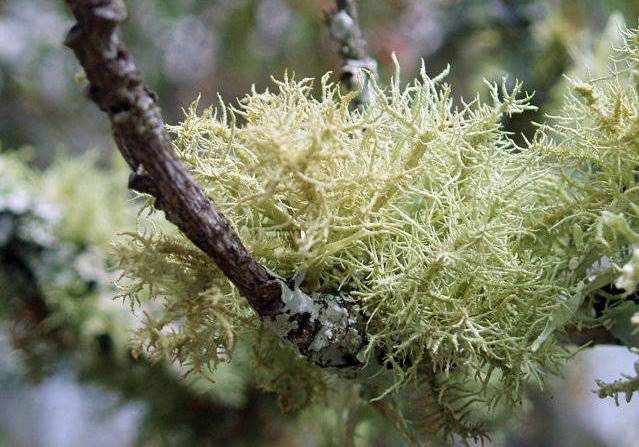 PAIRFUM aromatic woody oak moss lichen natural room fragrance perfume PAIRFUM aromatic woody oak moss lichen natural room fragrance perfume