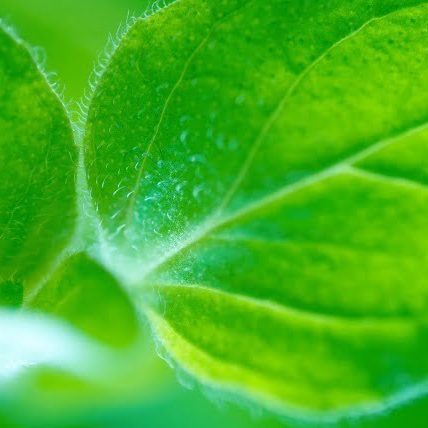 PAIRFUM herb basil natural room fragrance perfume