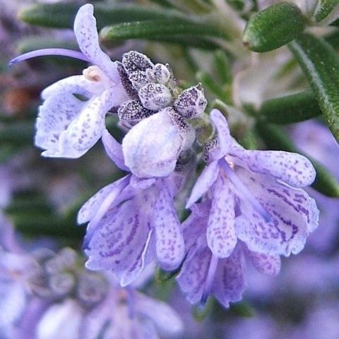PAIRFUM herb flowering rosmarinus natural room fragrance perfume