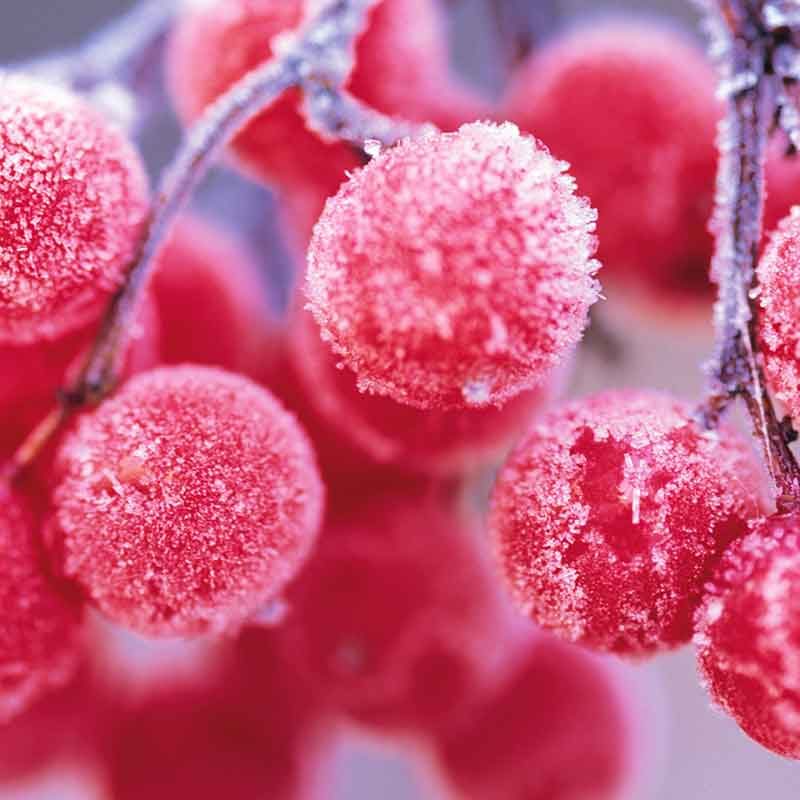 PAIRFUM reed diffuser refill rowan berries frozen