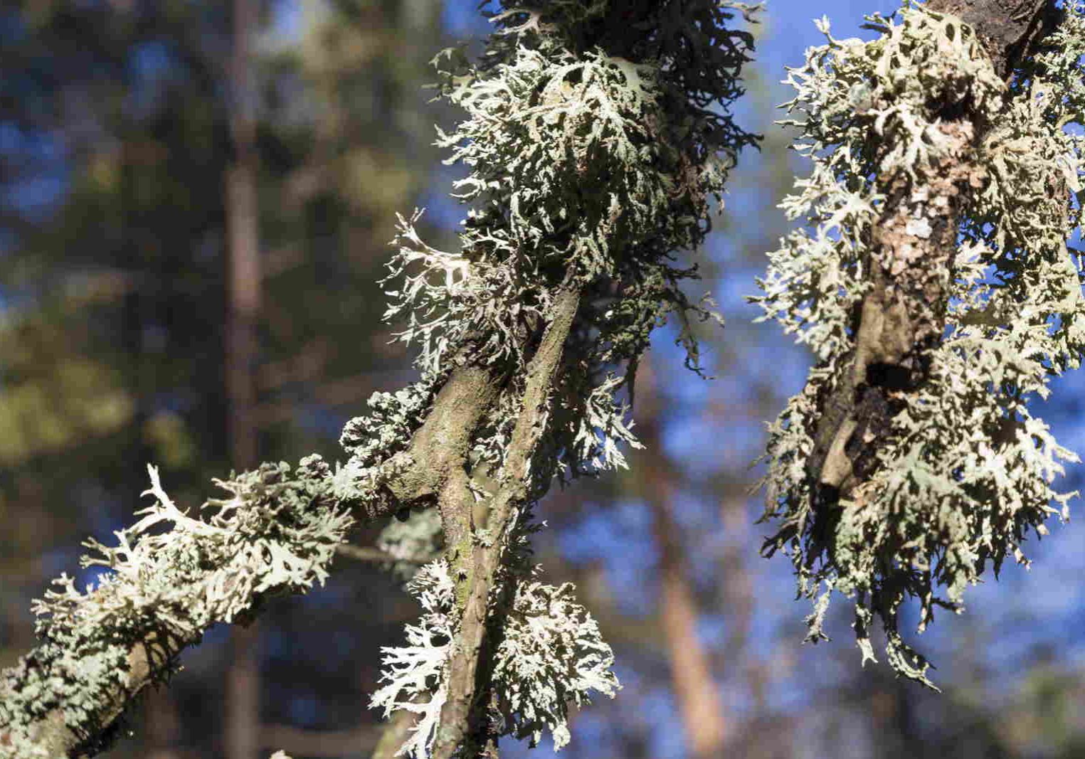 Pairfum Chypre Aromatic Woody Oak Moss Lichen Niche Perfume