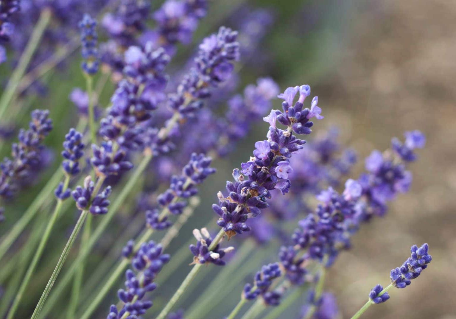 Pairfum London Natural Lavender Fragrance OIl Aromatic Pairfum London Natural Lavender Fragrance OIl Aromatic