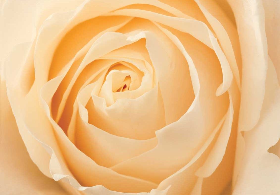 Pairfum Online Shop Perfume Candle Rose Cream Soft Pairfum Online Shop Perfume Candle Rose Cream Soft