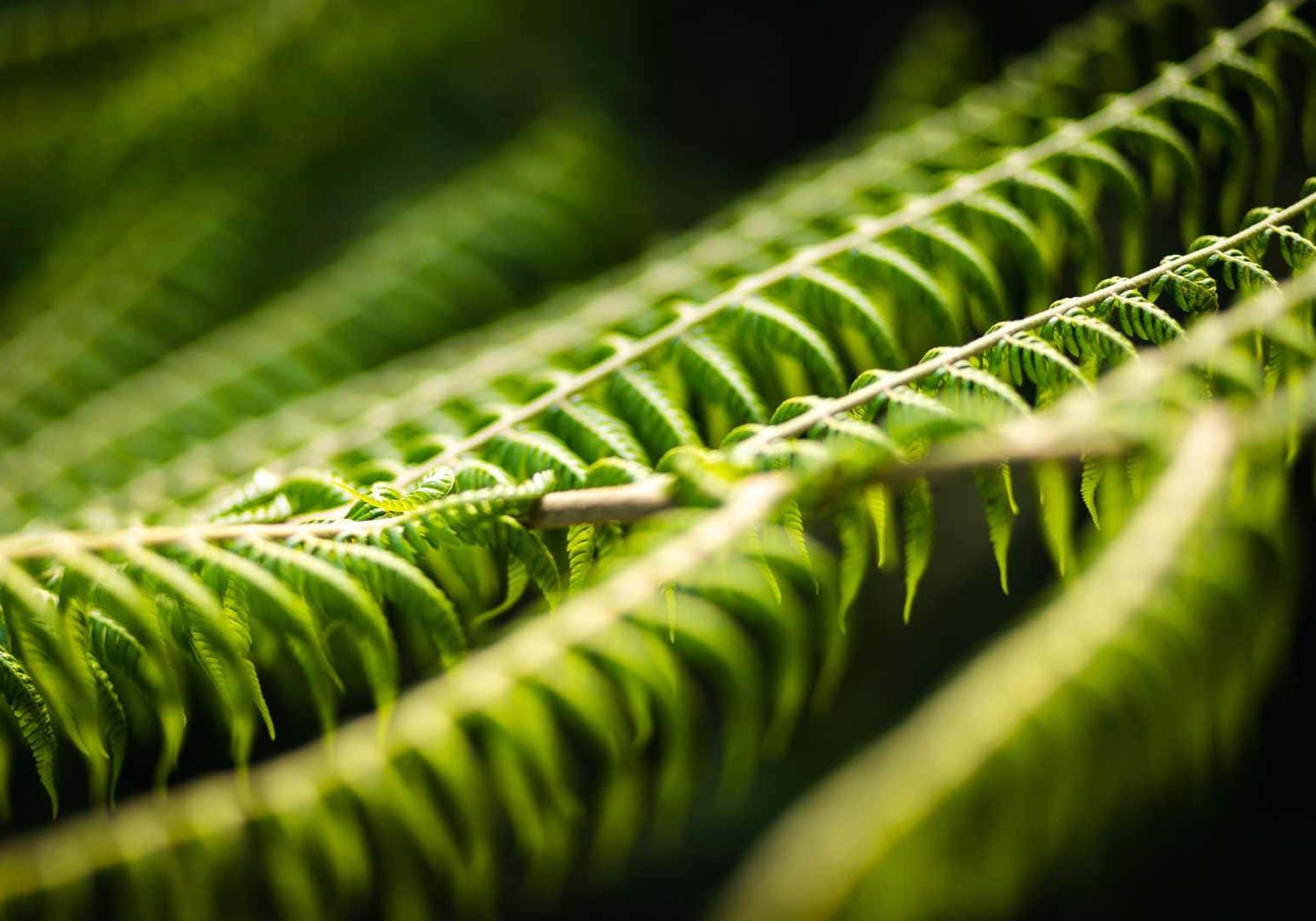 Sunlight Fougere Fragrance Fern Leaves