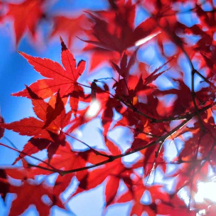 Tree Red Autumn Wood Sunlight