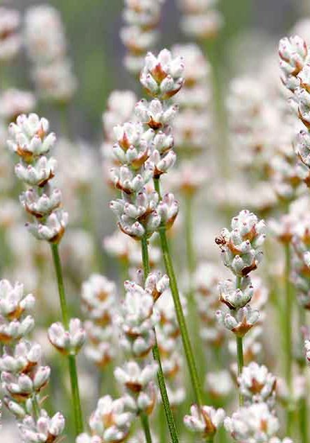 White Lavender Fragrance Field Outdoor White Lavender Fragrance Field Outdoor