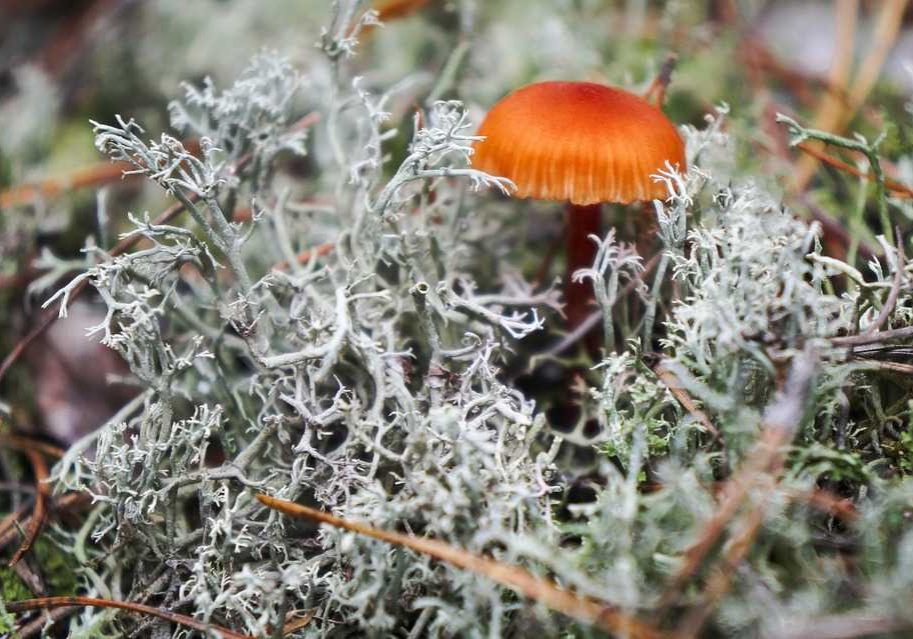 chypre perfume mushroom chypre perfume mushroom