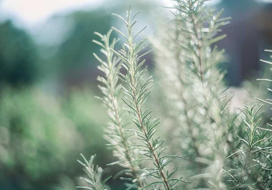chypre perfume rosemary chypre perfume rosemary