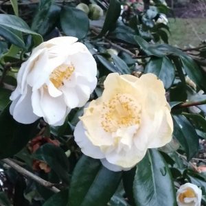 Camellia in Great Windsor Park 8 scaled Camellia in Great Windsor Park 8 scaled