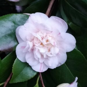 Camellia in Great Windsor Park 9 scaled Camellia in Great Windsor Park 9 scaled