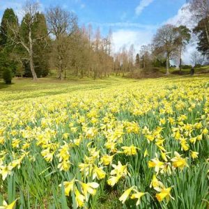Daffodils in Great Windsor Park 4 x small