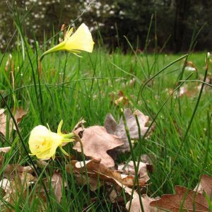 Daffodils in Great Windsor Park 5 x small Daffodils in Great Windsor Park 5 x small