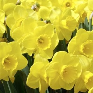 Daffodils in Great Windsor Park 6 small