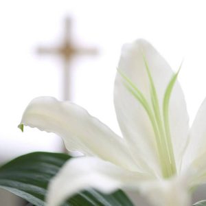 easter lily easter lily