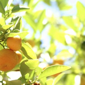 PAIRFUM bergamot citrus tree home fragrance perfume