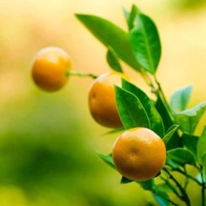 PAIRFUM citrus mandarin on tree natural room fragrance perfume