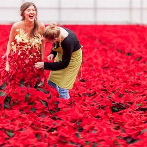 PAIRFUM Poinsettia Day Home Fragrance Flower Dress Preparations