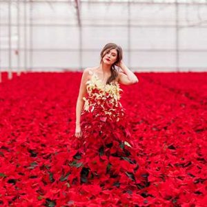 PAIRFUM Poinsettia Day Home Fragrance Flower Dress Set
