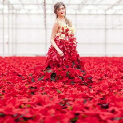 PAIRFUM Poinsettia Day Home Fragrance Flower Dress Surround PAIRFUM Poinsettia Day Home Fragrance Flower Dress Surround