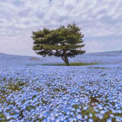 PAIRFUM home fragrance natural reed diffuser nemophila flower field photo PAIRFUM home fragrance natural reed diffuser nemophila flower field photo