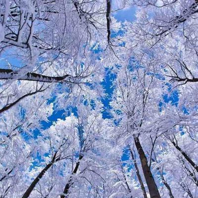 PAIRFUM natural reed diffuser snow covered tree PAIRFUM natural reed diffuser snow covered tree