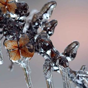 PAIRFUM room fragrance icicle oak wood