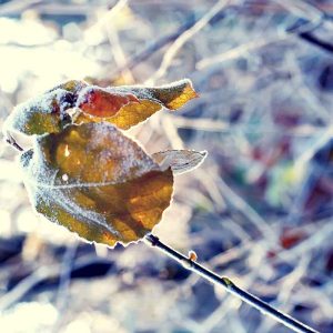 PAIRFUM room fragrance leaves branch frost