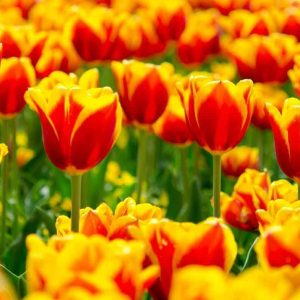 PAIRFUM room fragrance perfume candle spring tulip fields photo