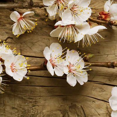 PAIRFUM room fragrance reed diffuser refill flower PAIRFUM room fragrance reed diffuser refill flower