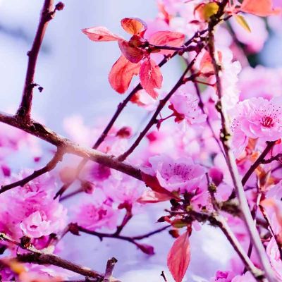 PAIRFUM room fragrance reed diffuser refill flowers spring bloom PAIRFUM room fragrance reed diffuser refill flowers spring bloom