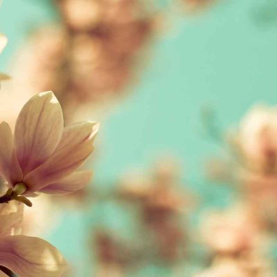 photo gallery spring fragrance magnolia tree flowers photo gallery spring fragrance magnolia tree flowers