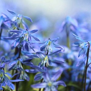 PAIRFUM room fragrance reed diffuser refill scilla spring