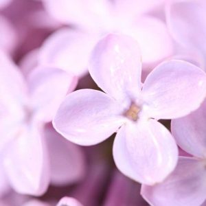 Pairfum Online Shop Home Fragrance Violet Lilac Flo