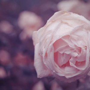 Pairfum Online Shop Natural Scent Dew Rose