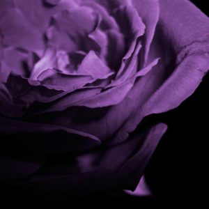 Pairfum Organic Skin Care Rose Bloom Perfume
